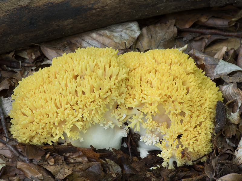 Ramaria flava